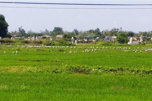 Triệu Phong xuất hiện đàn chim lạ trên đồng ruộng