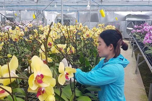 Tiếp tục cung ứng hơn 1.000 cây lan hồ điệp ra thị trường