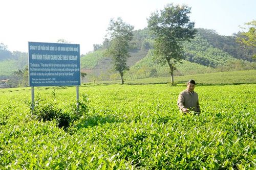 Giải pháp nâng cao năng suất chè