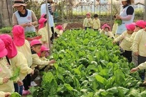 Ngôi trường đặc biệt có trang trại nuôi lợn, gà, vườn rau sạch trên nóc nhà