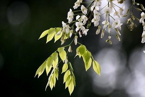 Hà Nội đẹp đến nao lòng trong sắc trắng hoa sưa
