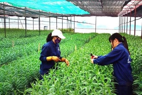 31% doanh nghiệp nông nghiệp than 'phiền hà' về thủ tục hành chính đất đai