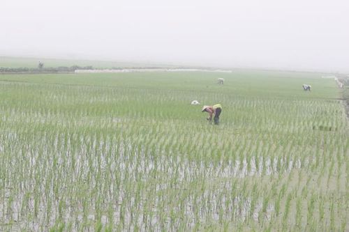 Chương Mỹ cơ bản cấy xong lúa Xuân