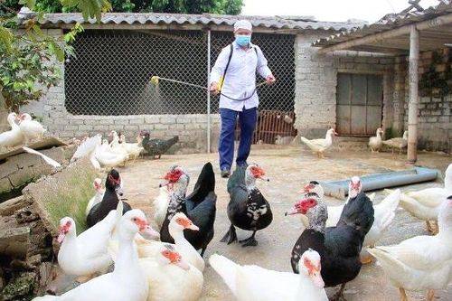 Vì sao Hà Nội có nguy cơ lây lan dịch cúm gia cầm rất cao?