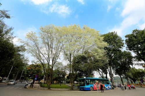 Tinh khôi mùa hoa sưa Hà Nội