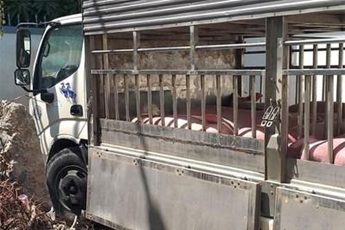 Bắt giữ và tiêu hủy 1,4 tấn lợn không rõ nguồn gốc từ Campuchia vào Việt Nam