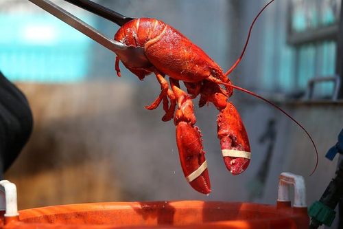 Những tiết lộ 'ngã ngửa' về tôm hùm siêu đắt đỏ