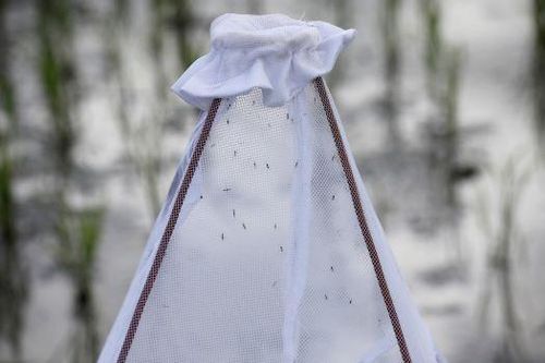 WHO bác tin đồn virus SARS-CoV-2 có thể lây truyền qua muỗi