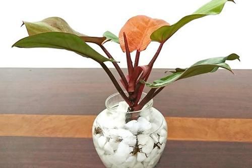 Đặt những cây phong thủy này trên bàn làm việc, sự nghiệp lên 'như diều gặp gió'