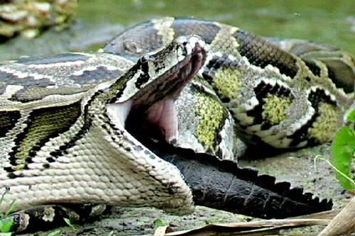 Những khoảnh khắc săn mồi đáng sợ của trăn Miến Điện khổng lồ ở Mỹ