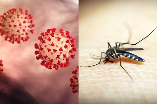 Virus nCoV có thể lây truyền qua muỗi không?