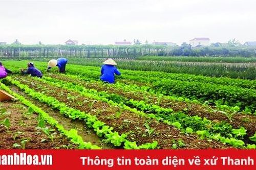 Đẩy mạnh tích tụ, tập trung đất đai cho sản xuất quy mô lớn
