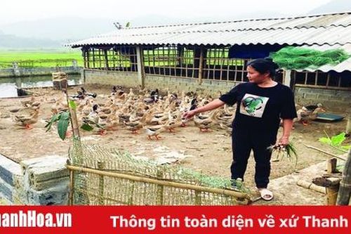 Hiệu quả mô hình giảm nghèo ở huyện Bá Thước