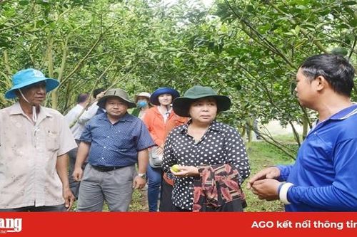 HĐND huyện Châu Thành: Khảo sát các mô hình chuyển đổi cơ cấu cây trồng