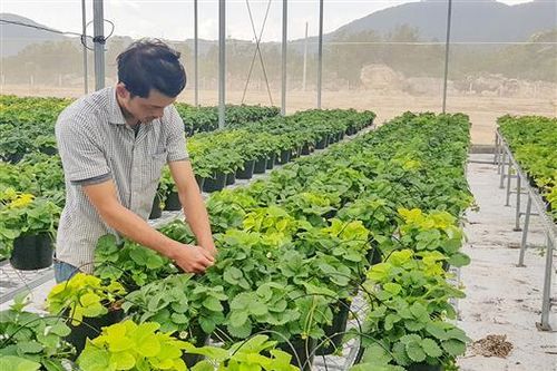 Trồng thử nghiệm thành công cây dâu tây tại đèo Sa Mù