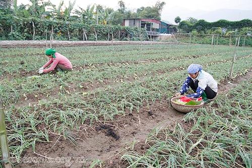 Hội Nông dân Phù Yên nâng cao chất lượng hiệu quả hoạt động