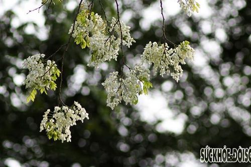 Nét đẹp dịu dàng của hoa sưa
