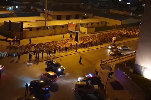 3.000 con lạc đà ở Tripoli sơ tán trong đêm vì pháo kích