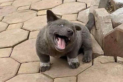 Chú chó tên Dúi nổi tiếng mạng xã hội bởi biểu cảm ngộ nghĩnh