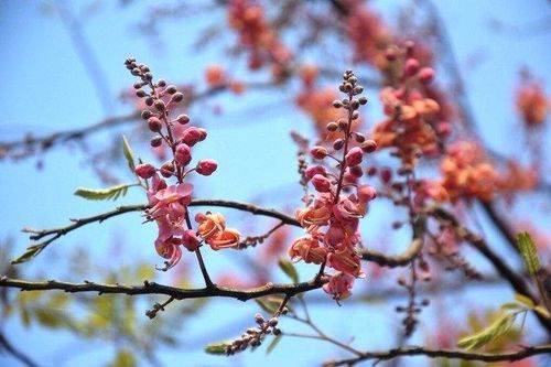 Mùa bông ô môi ở miệt Đồng Tháp