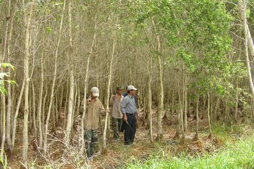 Bộ NN-PTNT kiểm tra phòng chống cháy rừng ở ĐBSCL