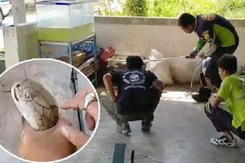 Hổ mang chúa 4 mét cố thủ dưới bể cá