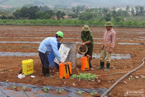 Nông dân Nghệ An thuê đất Thanh Hóa trồng dưa hấu thu nhập cao