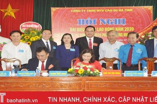 Công ty Cao su Hà Tĩnh phấn đấu sản xuất 1.950 tấn mủ