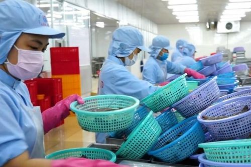 Cà Mau: Xuất khẩu tôm 'vừa lo vừa mừng'