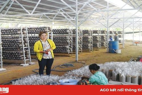 Hướng tới thị trường ổn định cho nấm bào ngư