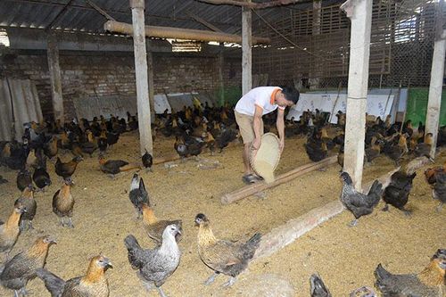 Phát triển chăn nuôi gia cầm theo hướng tập trung