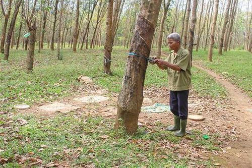 Cựu thanh niên xung phong Nguyễn Nam vượt khó làm giàu
