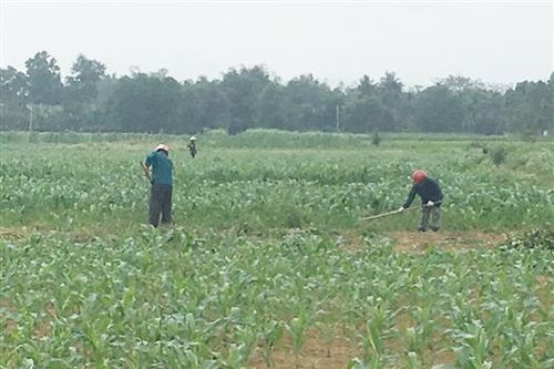 Cam Lộ: Sâu keo mùa thu gây hại mạnh ở nhiều nơi