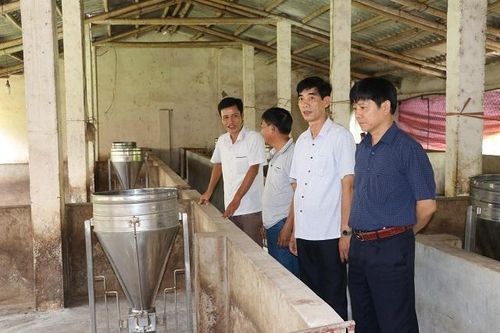 Nam Định công bố hết dịch tả lợn châu Phi