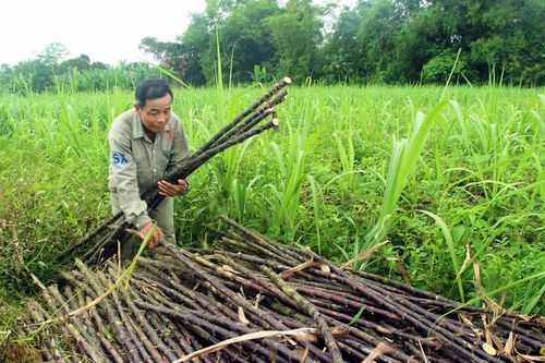 Nông sản dịch bệnh, rớt giá khiến nông dân điêu đứng