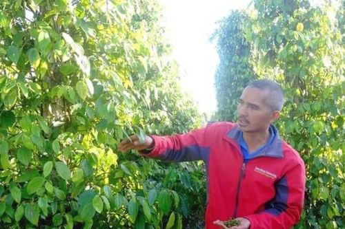 Giữa khủng hoảng, anh cử nhân lên núi làm chuyện 'ngược đời' thu tiền tỷ
