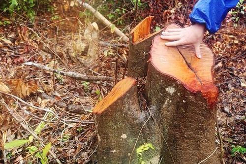 Khởi tố vụ phá rừng ở xã Quảng Châu
