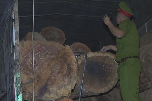 Gỗ quý cổ thụ 'ngụy trang' bằng hồ sơ giả