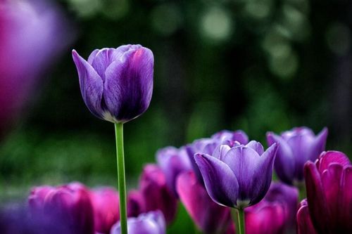 Tử vi ngày 28/2/2020: Tuổi Dần dịp may đã tới, tuổi Hợi thành quả xứng đáng