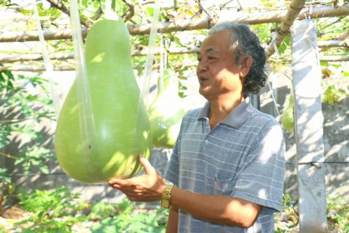 Giàn bầu 'lạ' quả dài hơn 1 mét nặng tới 30kg