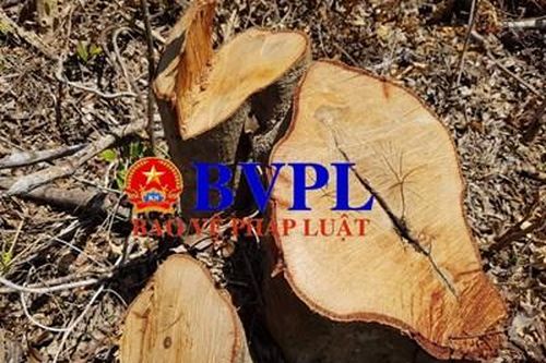 Khởi tố vụ phá rừng Quảng Châu sau phản ánh trên báo Bảo vệ pháp luật.