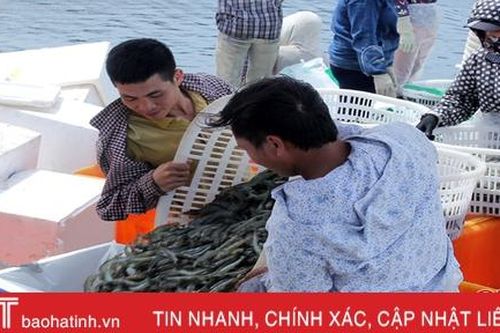 Ảnh hưởng dịch Covid - 19, đầu ra tôm nuôi Hà Tĩnh gặp khó