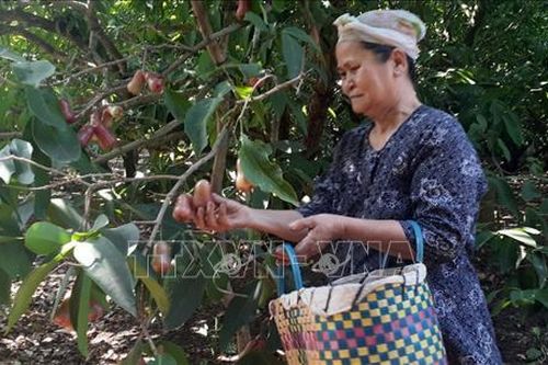 Thu nhập cao từ chuyển đổi cây trồng