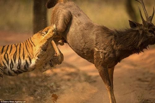 Gặp hổ dữ, nai quả cảm nhận cái kết như mơ