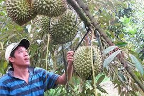 Không ''bỏ trứng vào một giỏ''