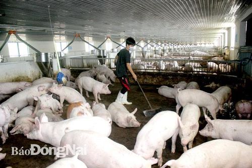 Hồi phục đàn heo sau dịch tả châu Phi
