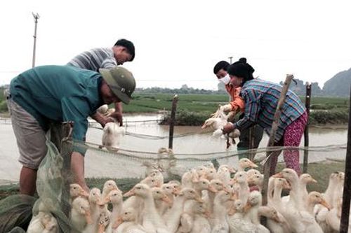 Nho Quan tập trung khống chế ổ dịch cúm gia cầm tại xã Lạc Vân