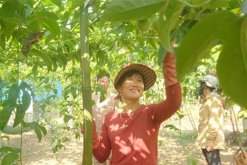 Mô hình chanh leo trồng thử nghiệm trên vùng gò đồi Triệu Thượng phát triển tốt