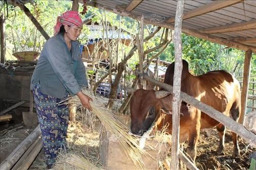 Mường Lát, Thanh Hóa: Giúp người dân vùng đặc biệt khó khăn gỡ nghèo