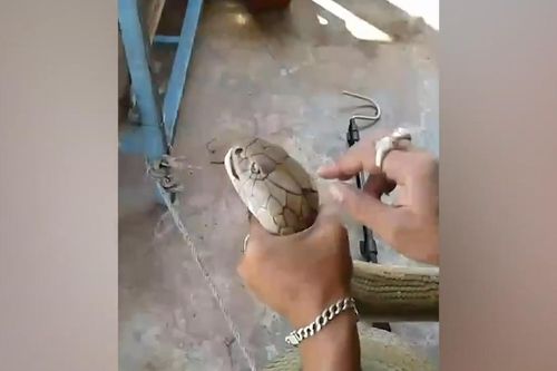 Bắt rắn hổ mang chúa dài gần 4 m ở Thái Lan